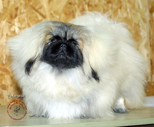 Pekingese 9R072D-094.JPG